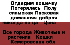 Отдадим кошечку.Потерялась. Полу сиамская.Ласковая,домашняя,добрая,никогда не ца › Цена ­ 1 - Все города Животные и растения » Кошки   . Кемеровская обл.,Анжеро-Судженск г.